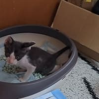 ニャオハ君の日曜日