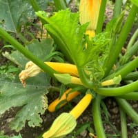 夏野菜あれこれ