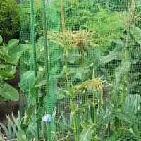 家庭菜園の収穫：モロッコインゲン・トウモロコシ
