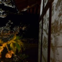 大徳寺(松山)のライトアップ