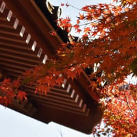 宝徳寺の紅葉