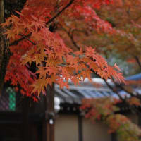 京都　紅葉の旅