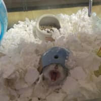 ハムスターとたわむれる