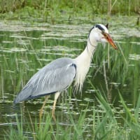 アオサギの捕食
