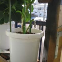 静かに待つ≪春≫