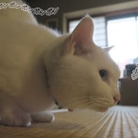 ごあいさつの尻立て