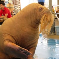 鳥羽水族館その②