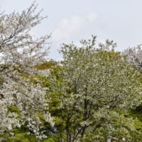 小石川植物園　ニワザクラの花　　　　24