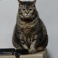 ふくろう