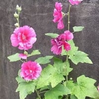 小さな双葉からーーー
