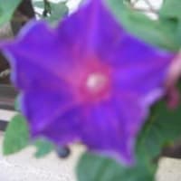 朝顔の花は本当に短い生涯だね
