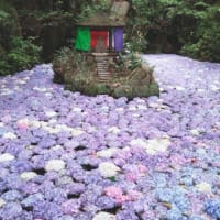 南蔵院　紫陽花の池　今日いち-2025年6月22日