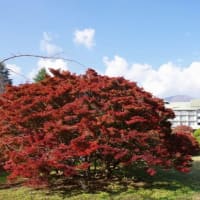河口湖で秋の名残を楽しむ（11/9）