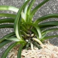 不老白を産んだ親木