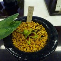 伊勢型紙展・山野草展