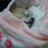 虹の橋を渡って行った彼女・・・