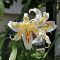 ヤマユリ開花