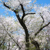 桜華やぐ季節　(Ⅳ）