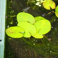 7月初めのビオトープ水槽