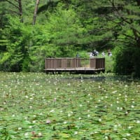 2025.6.26.　 2025年6月5回目極楽寺・極楽寺山・屋代コーストレッキングと蛇の池は満開のスイレン