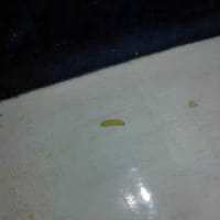 ヤブツバキに虫が・・・