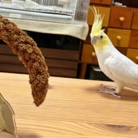 ねぇたん⭐︎小さいでス？
