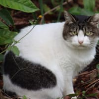 ご近所の猫・犬
