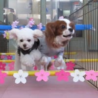 新入犬の柴犬の【ジンくん】　　犬のしつけ教室＠アロハドギー