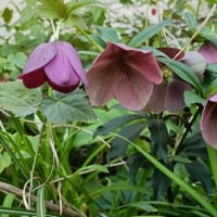 春の花がいっぱい