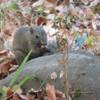 初リス、初サギ、初カワセミ