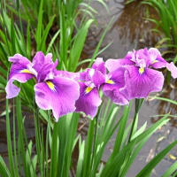 【”25 花菖蒲が満開だ！】東村山市：北山公園