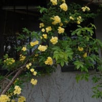 いよいよバラ園が開幕間近〜