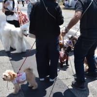 大山犬祭り/令和7年