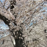 ふと、思い立って近所の公園の桜を見に行きました。