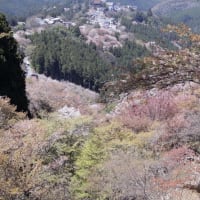 吉野へ桜見に出かける