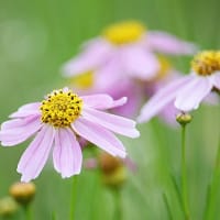 まだ梅雨が明けず暑いけどチョコっと散歩