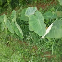　雨の中収獲沢山5種類　雨止んでサツマイモ苗採りと草取り