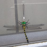 オニヤンマと鬼組長？