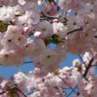 桜の回廊 2022.4.9 