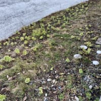 月山スキーに行こう！(2)