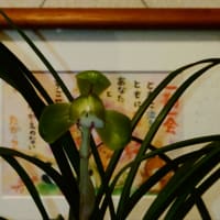円、開花、