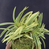 満月