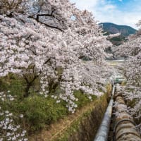 箱島発電所の桜