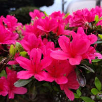 利根運河桜開花情報２０２４・０４・１９　８時過ぎ　と　庭に咲く花