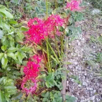 やっと見ました彼岸花🌺🌸🌺🌸