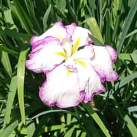 ＃161 -’25.　小石川後楽園で花菖蒲を楽しむ（花菖蒲遍）