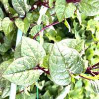 7月15日(火)③