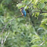見守られてカワセミ雛は実践中、