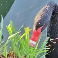 朝の散歩　平池緑地公園　57　6.29～30