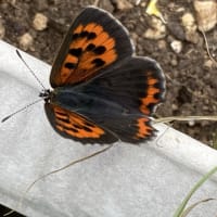 アブラムシの次